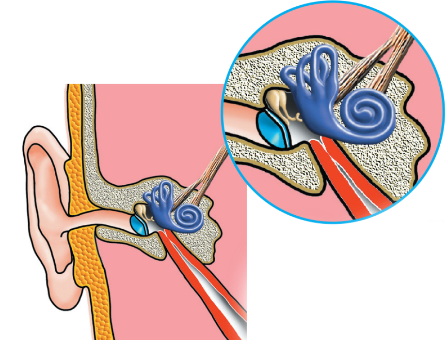 Middle ear structure