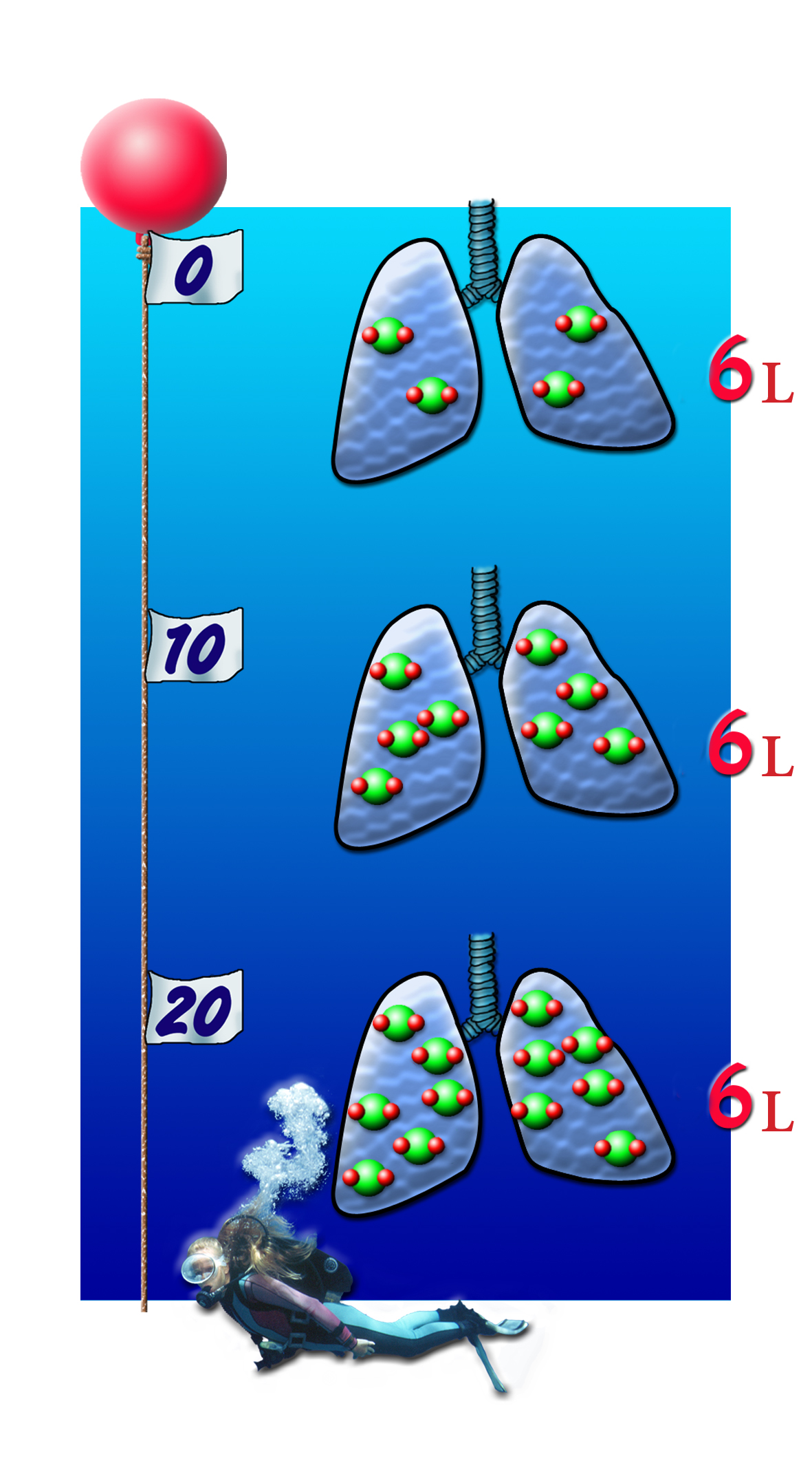 The deeper you dive, the air density in your lungs increases